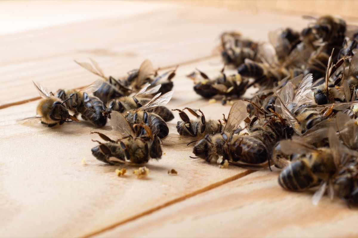 Dead Bees on Wooden Surface