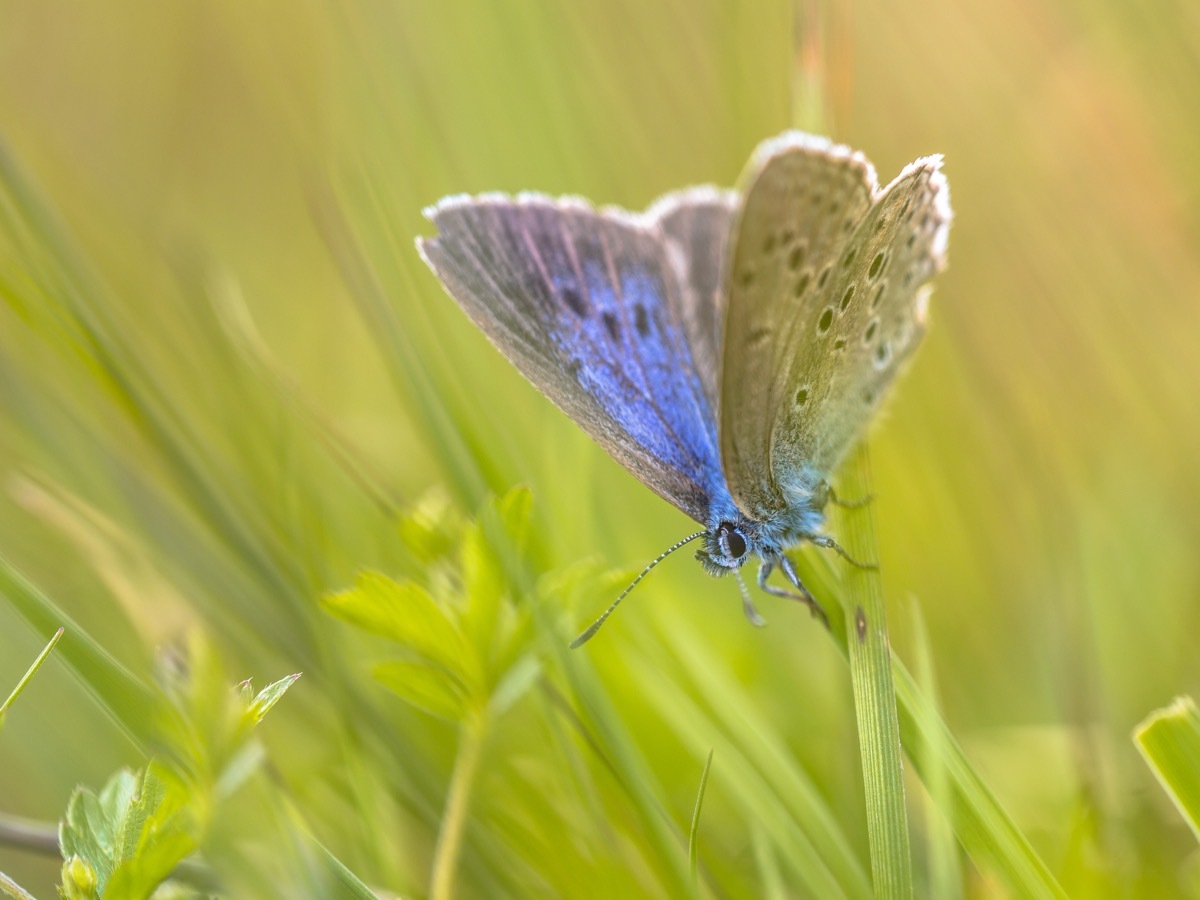 Alcon blue butterfly (Phengaris alcon) resting in grassy vegetation. It can be seen flying in mid to late summer. Like some other species of Lycaenidae, its larva (caterpillar) stage depends on ants. - Image