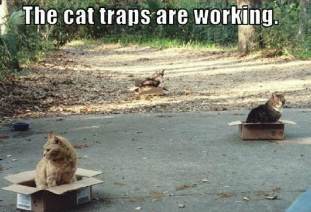 Cat traps cat memes