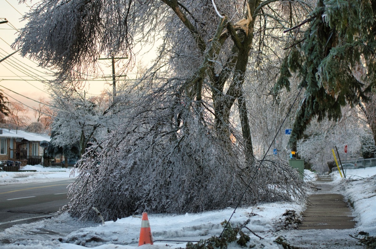 Fallen tree on power lines in winter