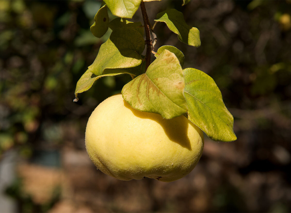 fresh quince on a tree
