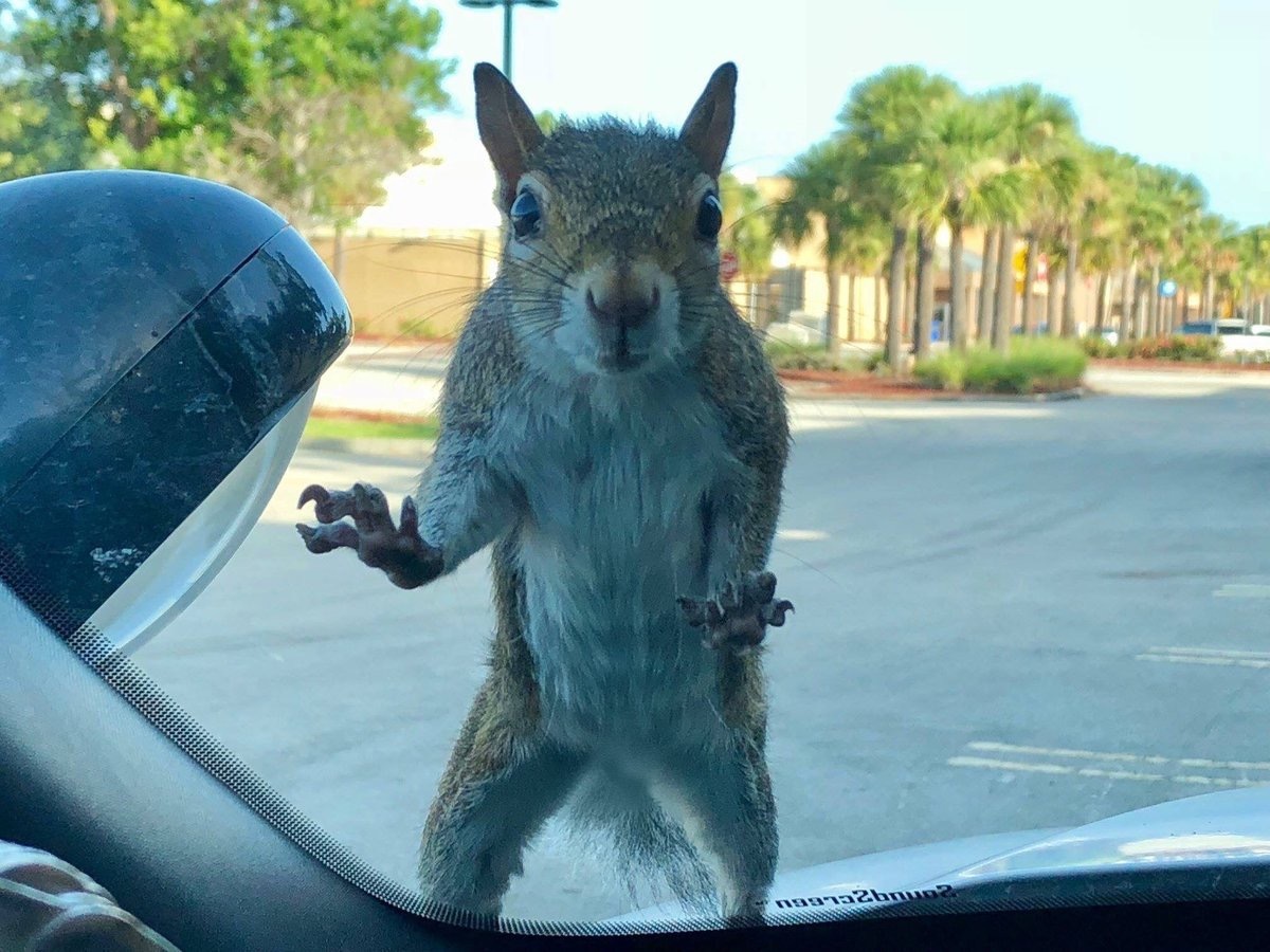 Squirrel who tried to break into police car Animal Stories 2018