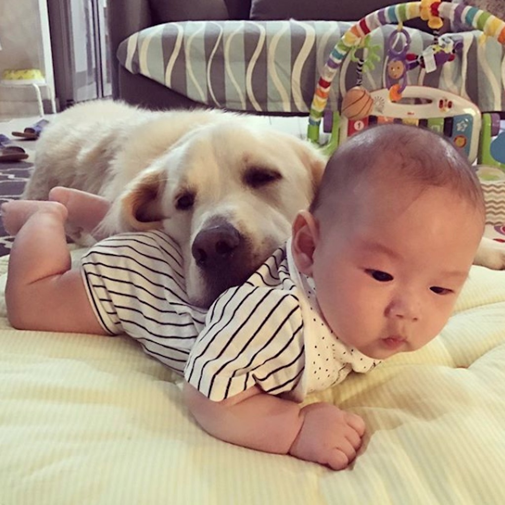 dog lying on baby
