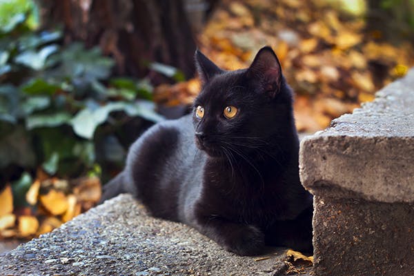 Image result for a weak black cat