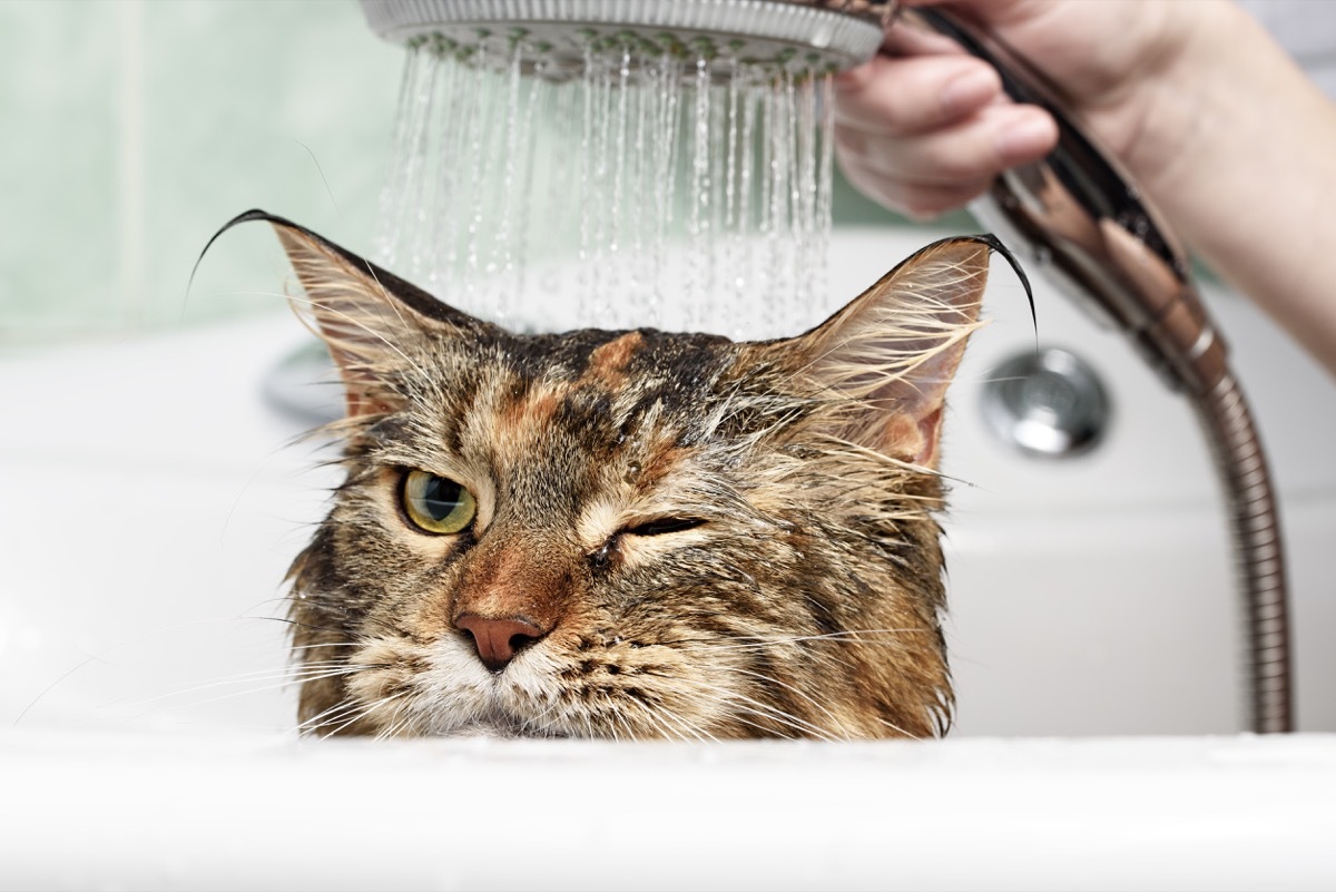 cat getting bathed