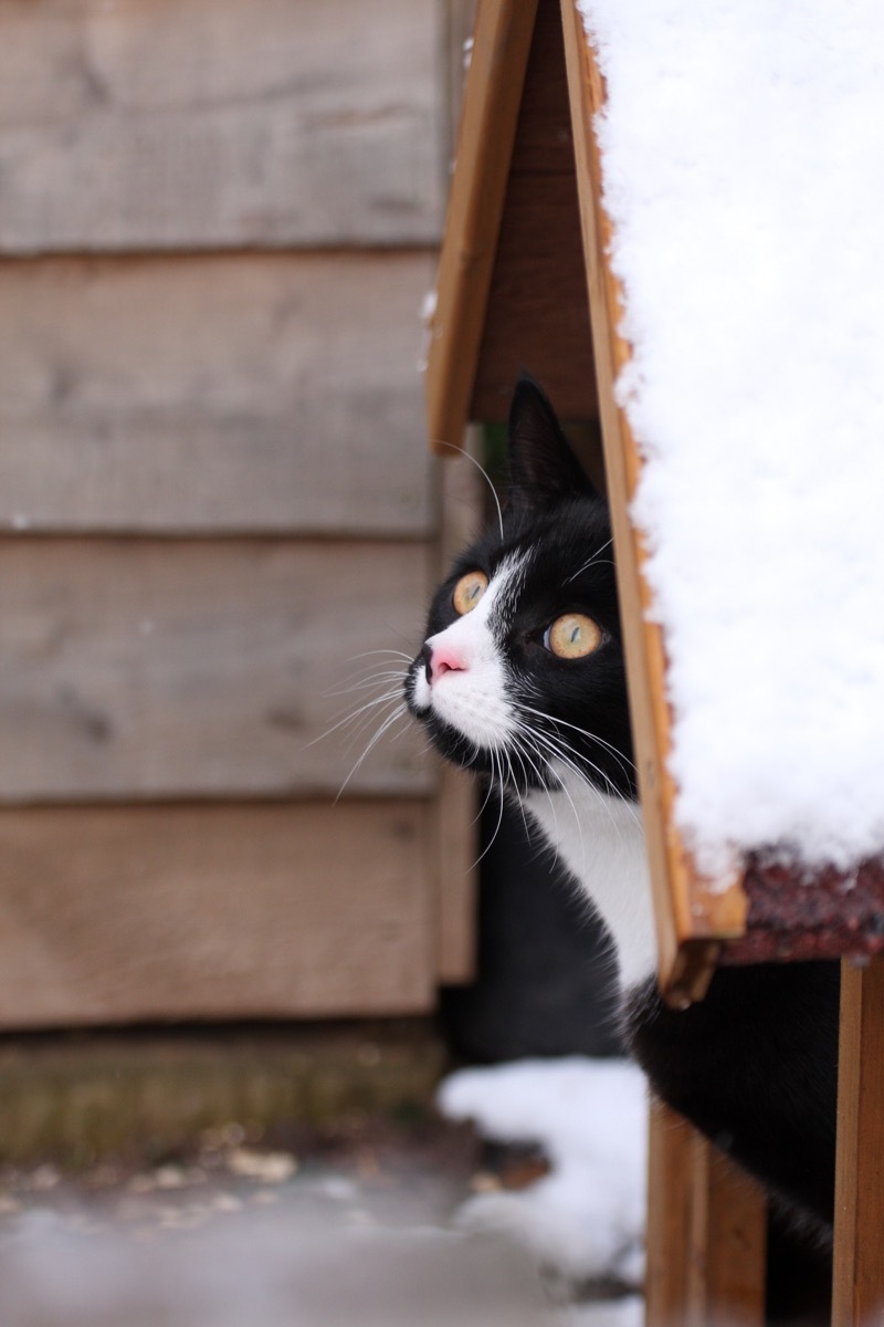 Cat inside an outdoor pet house in the winter