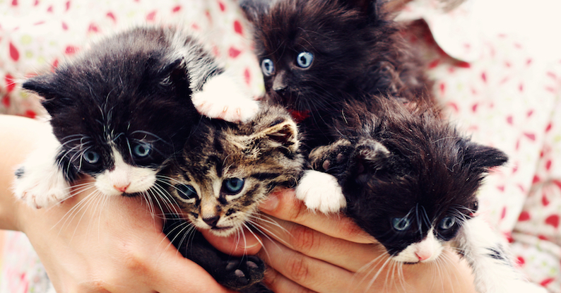 Image result for adopting little kittens