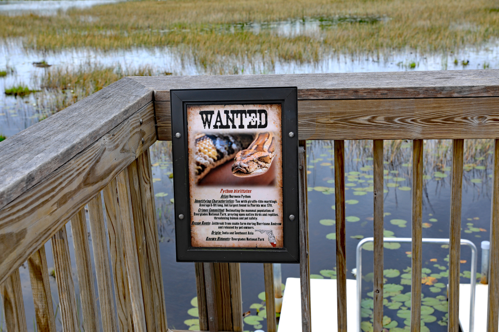 A wanted posted for a Burmese python hanging on a fence post in a marsh