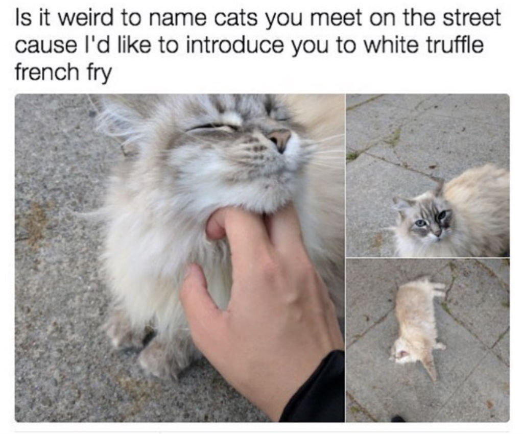 Naming strays cat memes