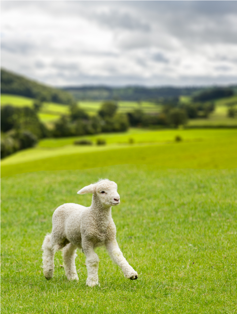 Baby Sheep Scientific Discoveries
