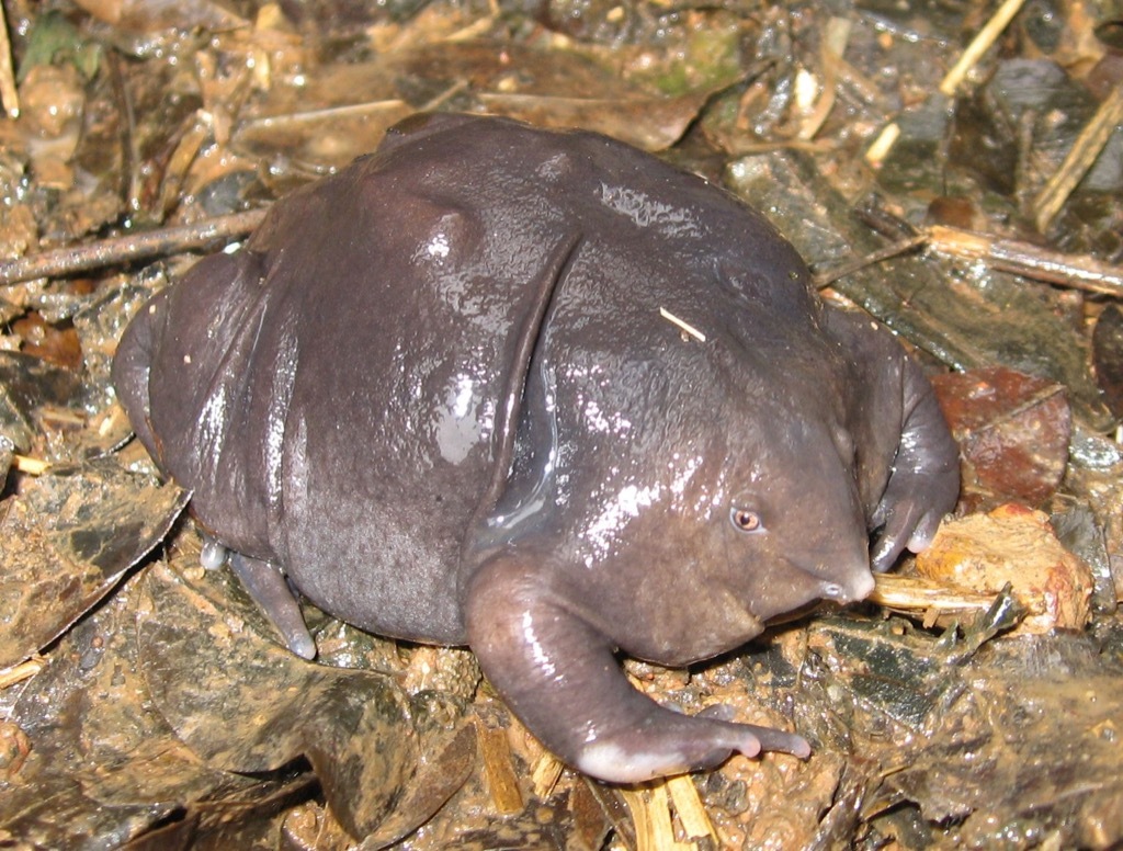 purple frog 30 oldest animals on earth