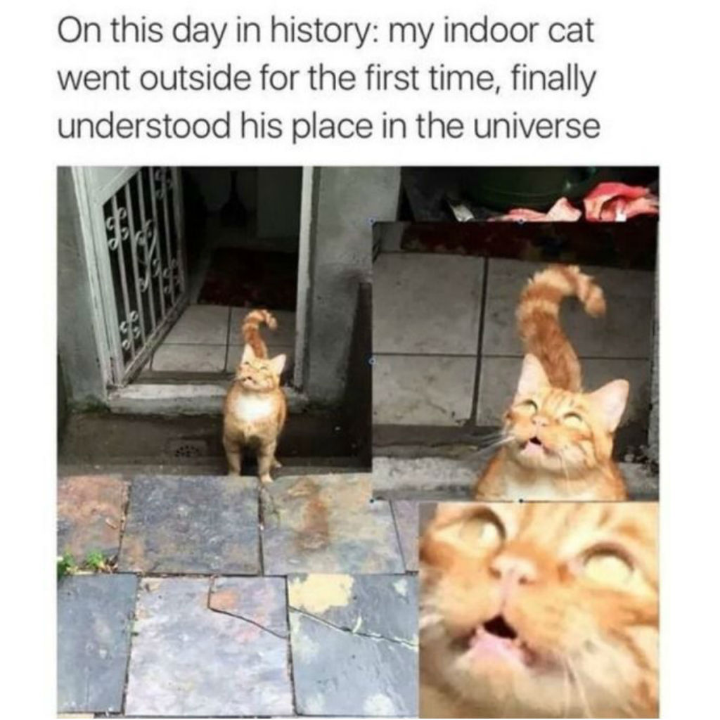 Outdoor cat memes