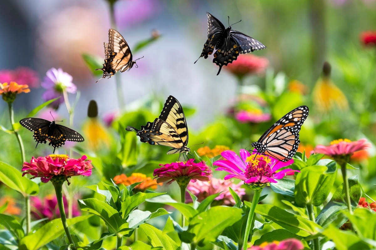 Butterflies flying around colorful wildflowers