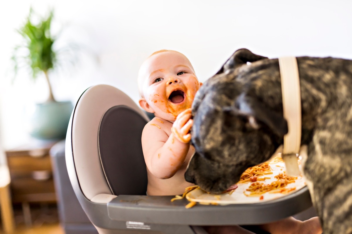 Funny pitbull eating baby's spaghetti