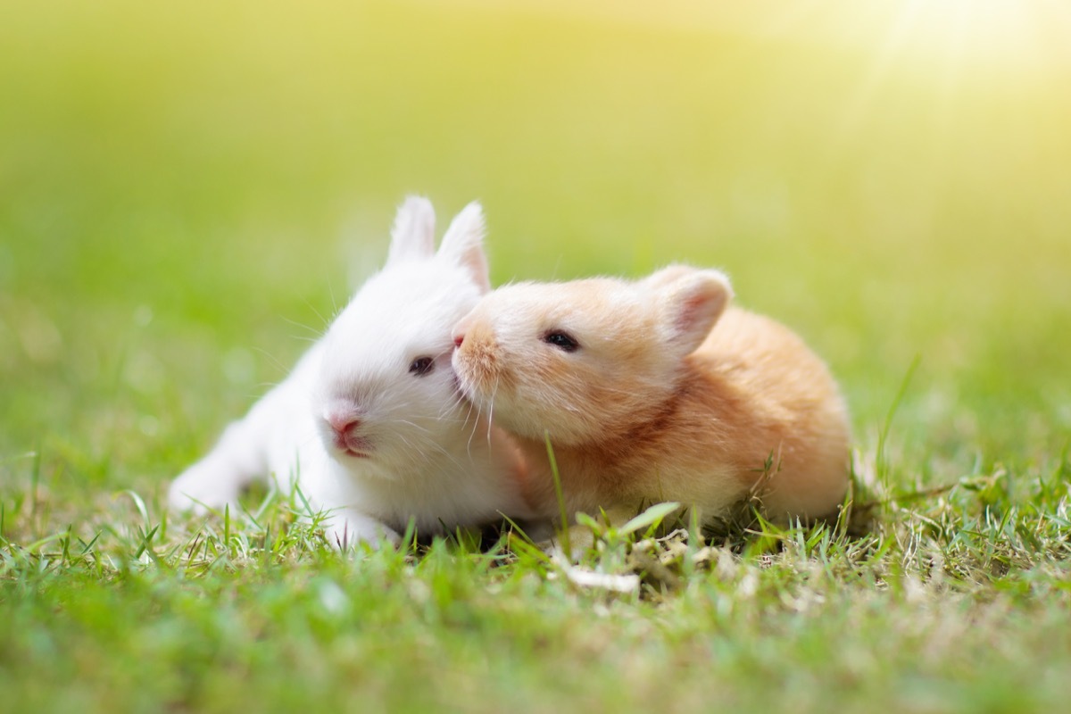 baby rabbits in love animals in love