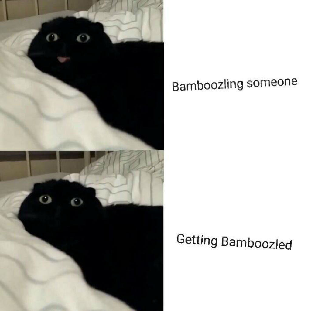 Bamboozled cat memes