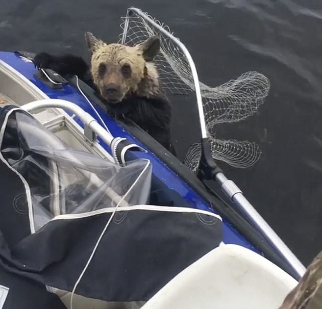 http://newsd.co/wp-content/uploads/2018/03/44F25FF800000578-4939972-The_bear_appears_to_tire_as_its_attempt_to_board_the_boat_falter-m-25_1506930656601.jpg