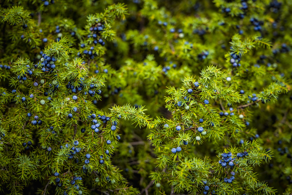 closeup of juniper plants