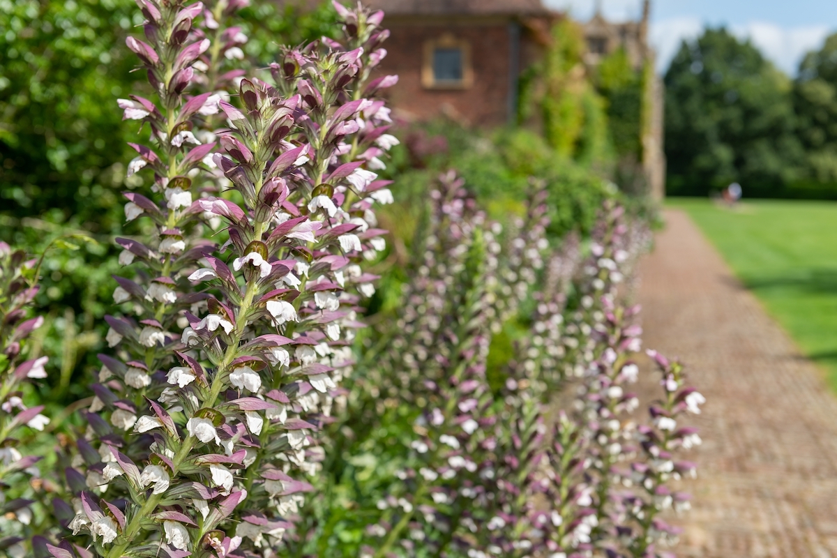 purple and white acanthus mollis flowers in bloom