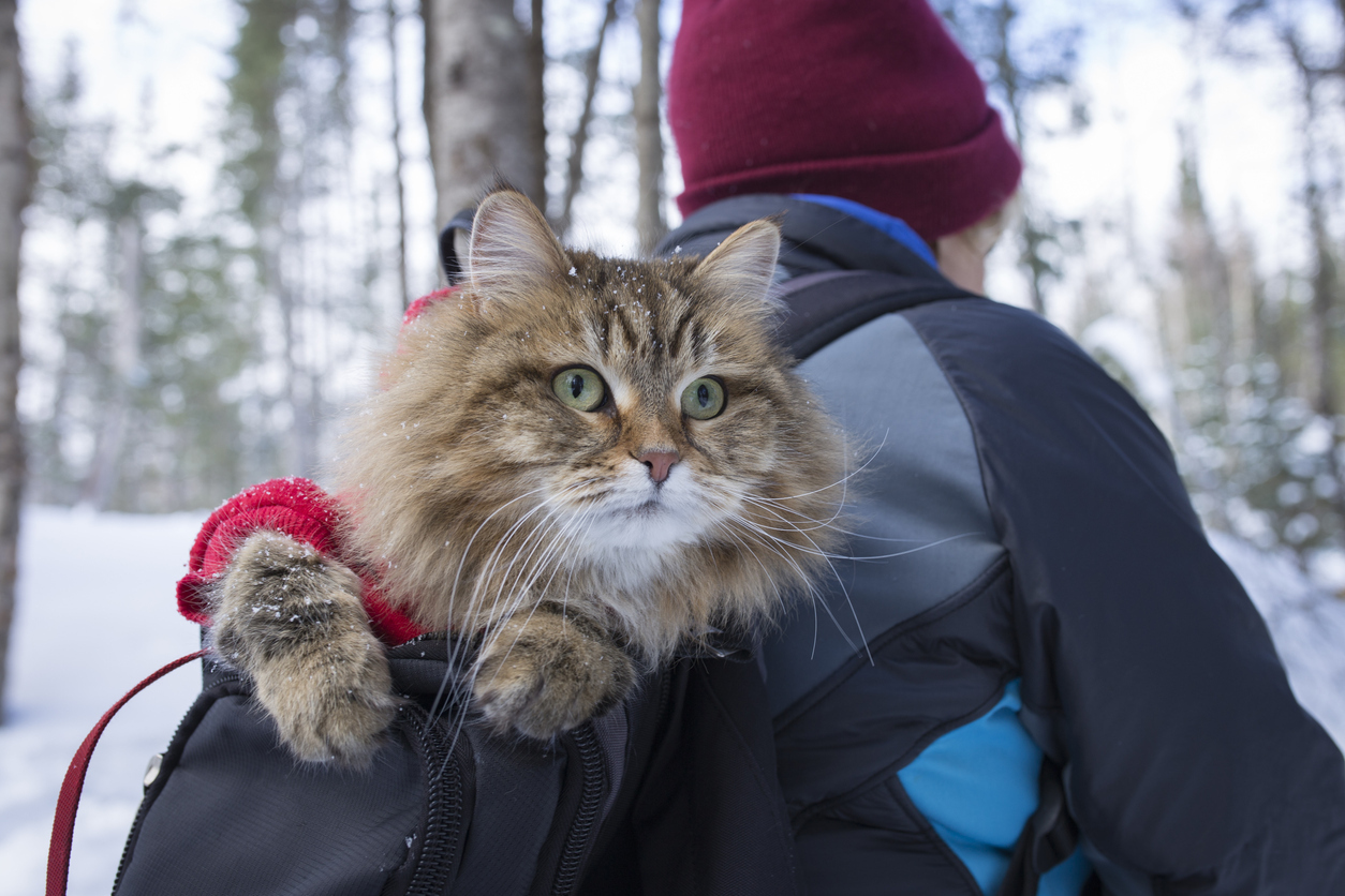hikers with a cat
