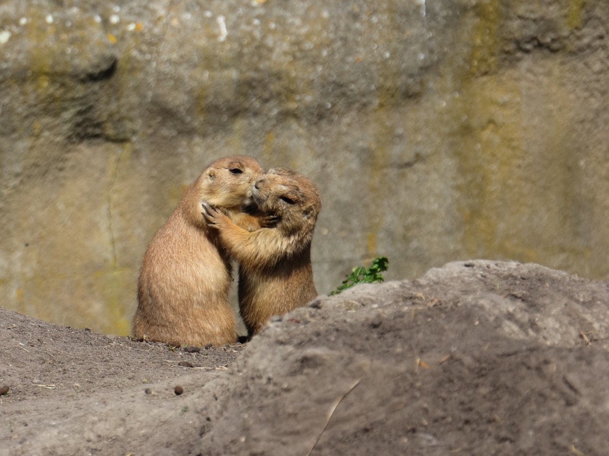 prairie dogs hugging and kissing animals in love