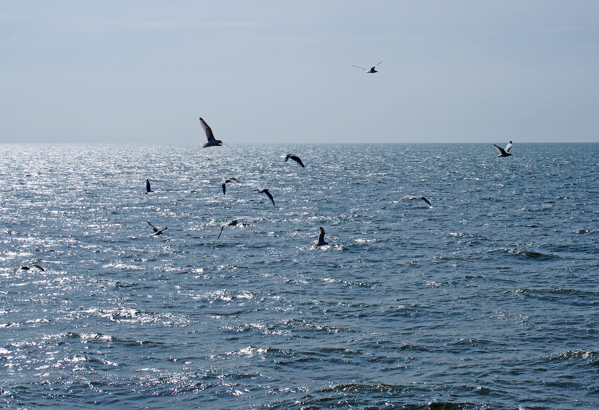 A flock of seagulls flying over a calm deep blue sunlit sea with bright blue summer sky