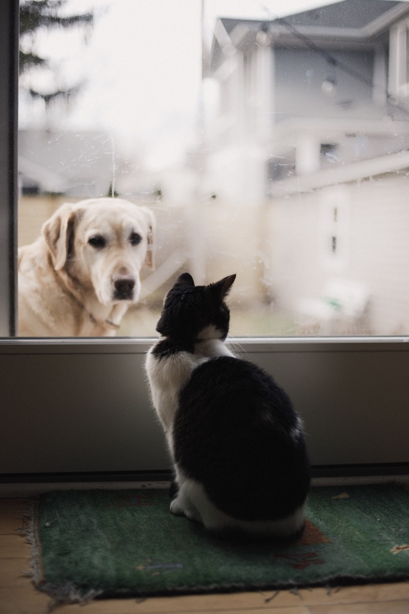 Dog and cat staring at each other through a window