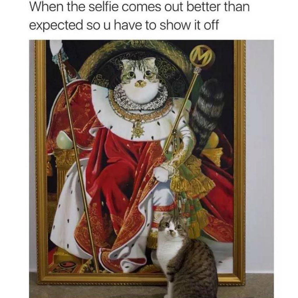 Selfie cat memes