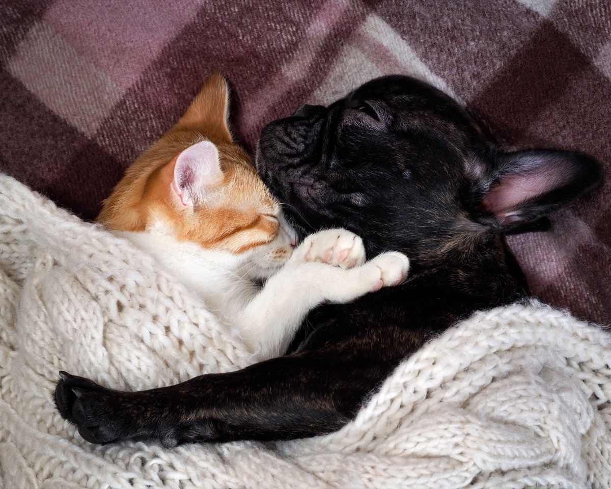 cat and dog cuddling animals in love