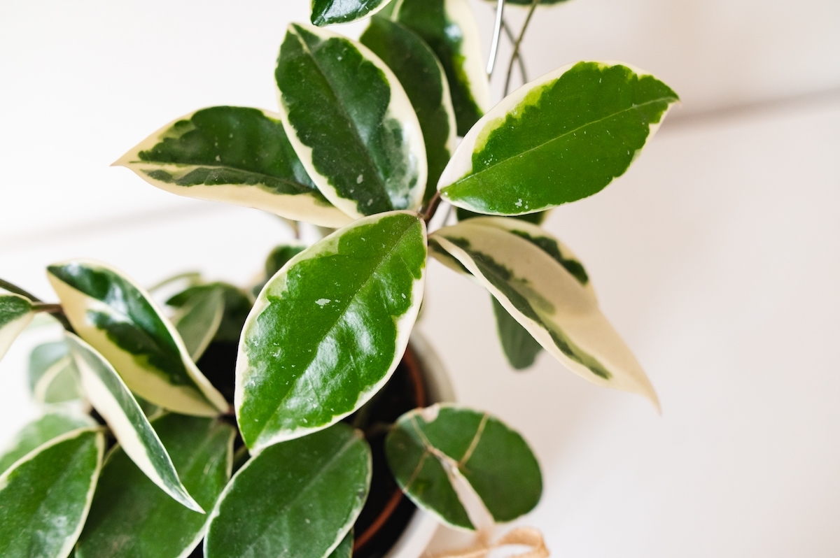 hoya carnosa krimson queen plant