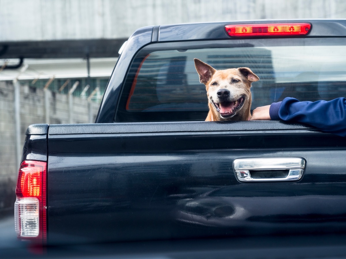 dog in a pickup truck