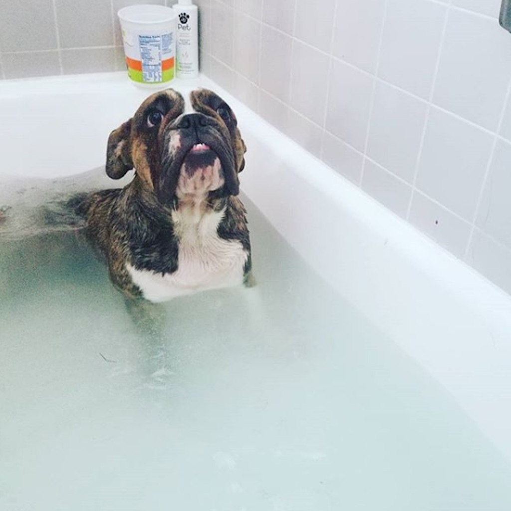 dog hates the bath