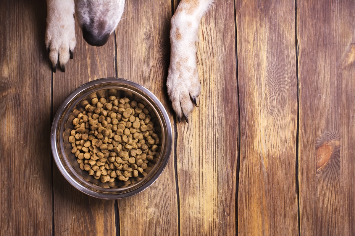 Bowl of dry kibble dog food and dog's paws and neb over grunge wooden floor