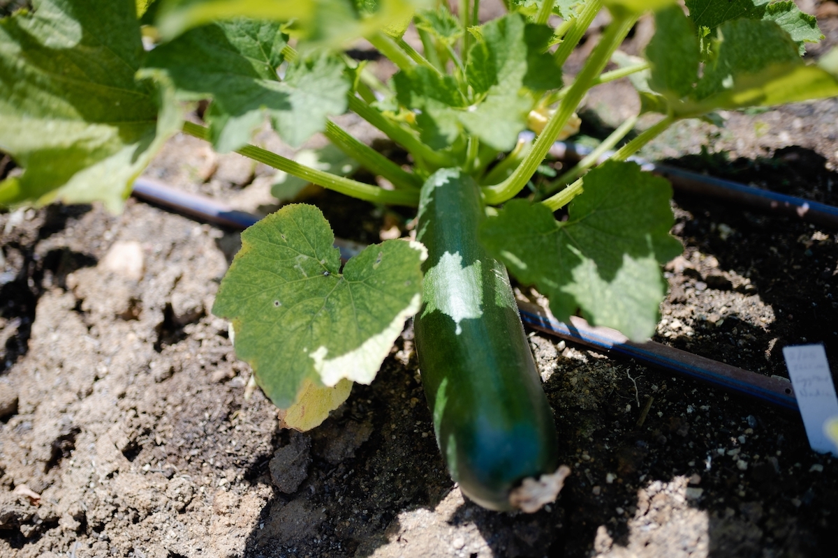 Close up of a zucchini growing in the ground
