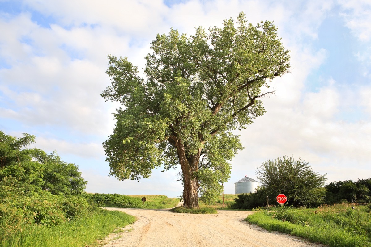 A 158 year old cottonwood tree grows in the middle of an intersection in rural Audubon County, Iowa - Image