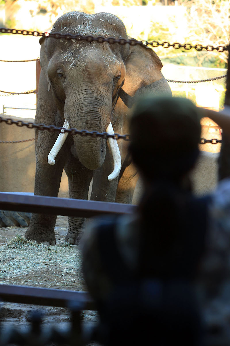 Billy the Elephant in the Los Angeles Zoo in 2009