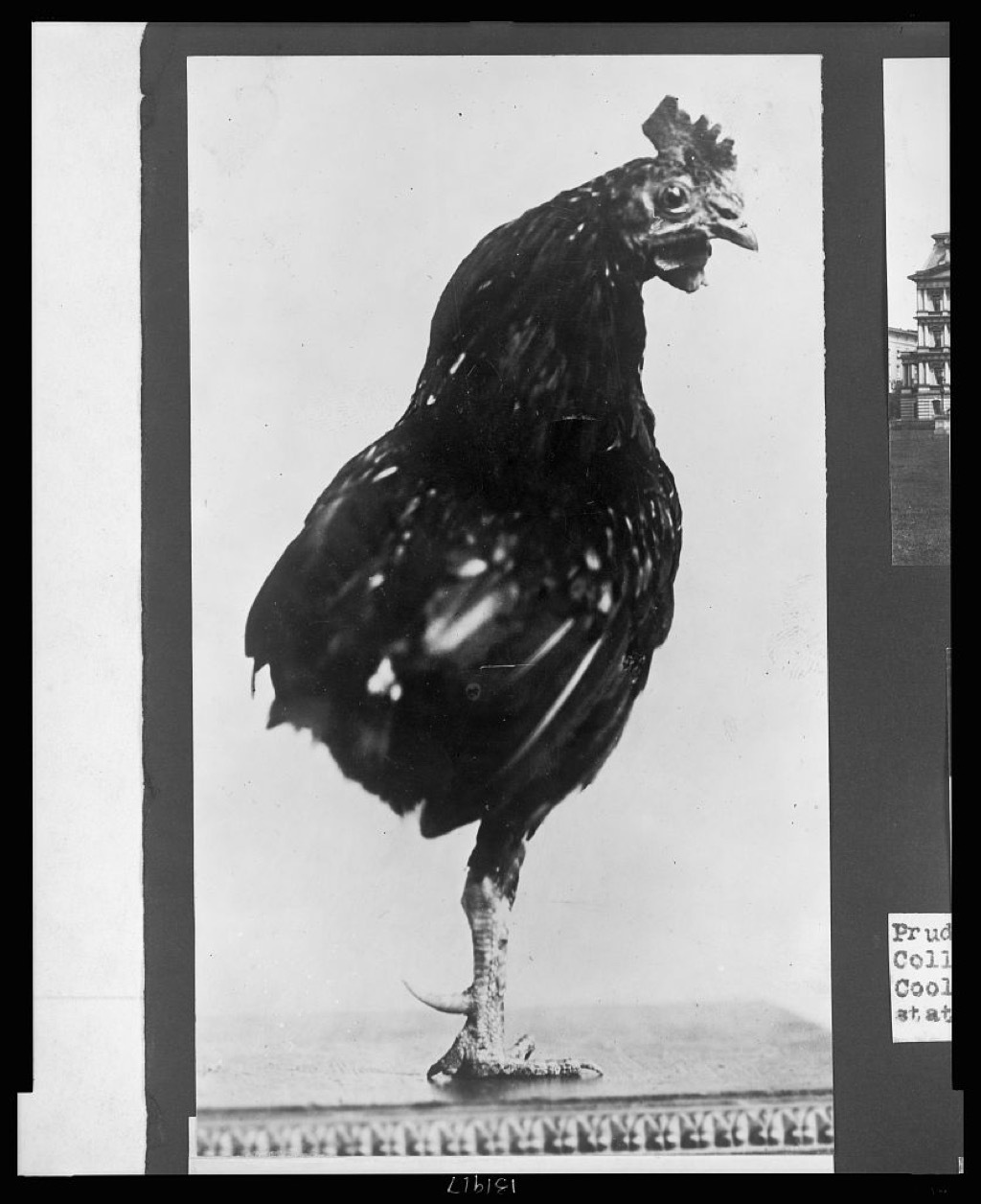 Theodore Roosevelt's one-legged pet rooster