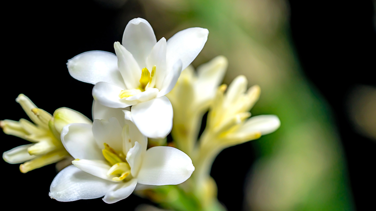 A close up of white and yellow tuberose flowers with a black background.