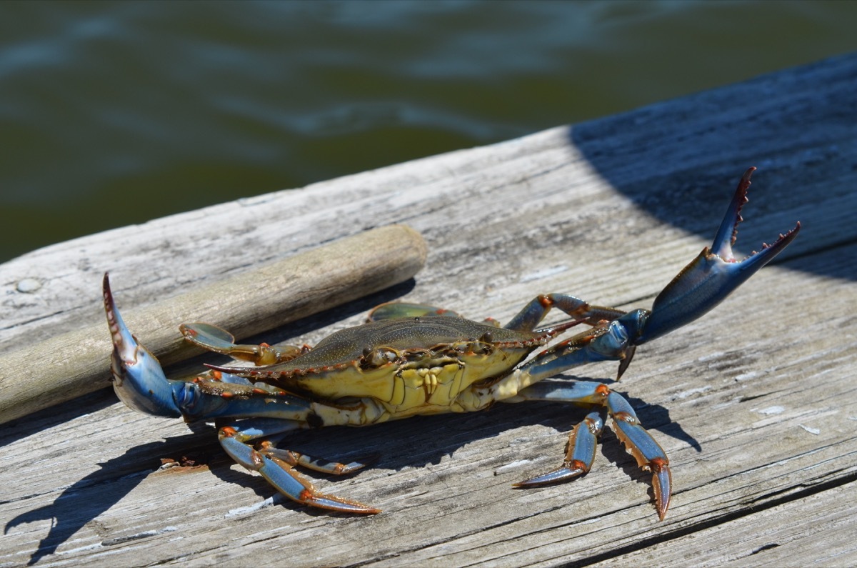 blue crab, jimmy, maryland, state slang