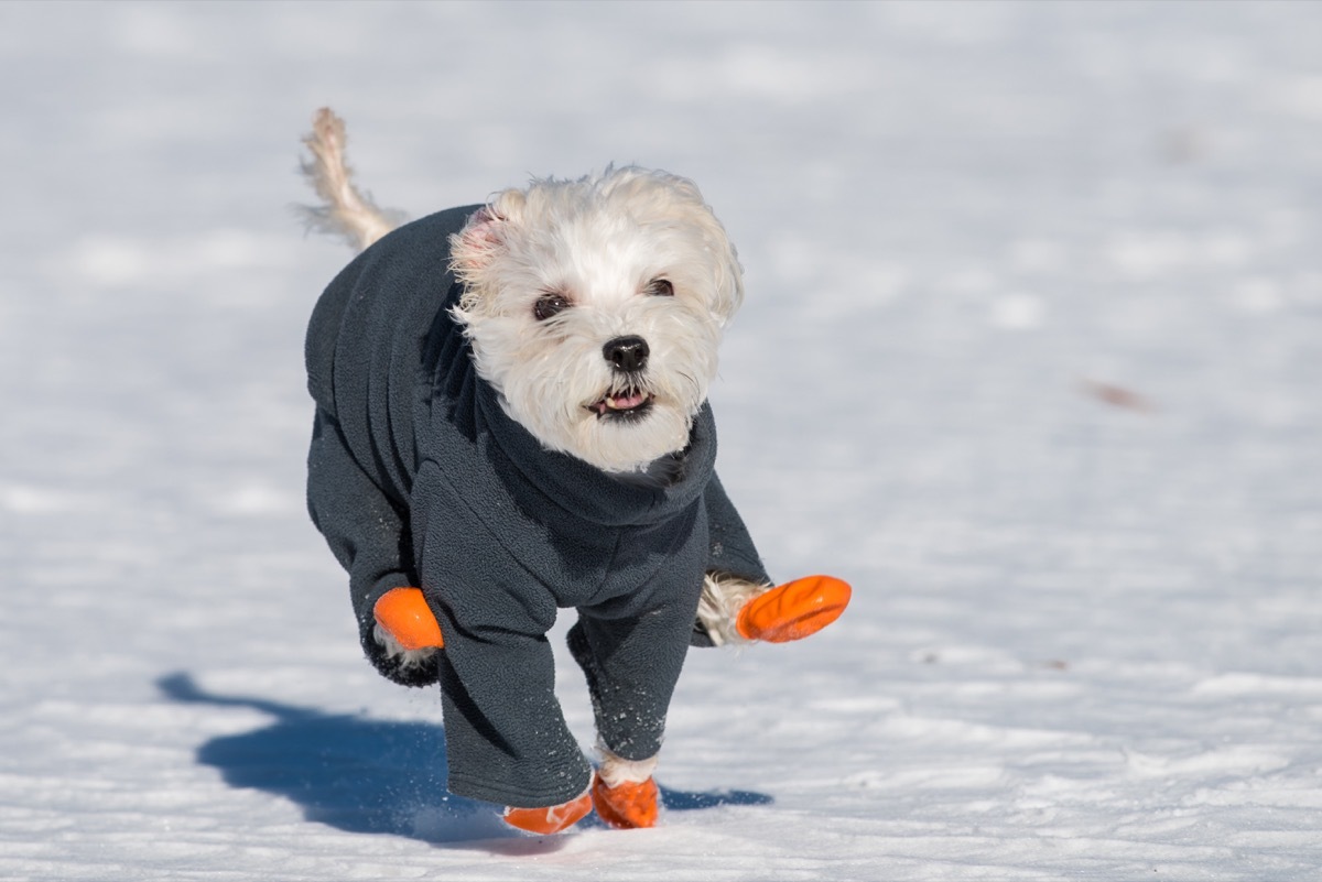 Little dog wearing booties in the snow