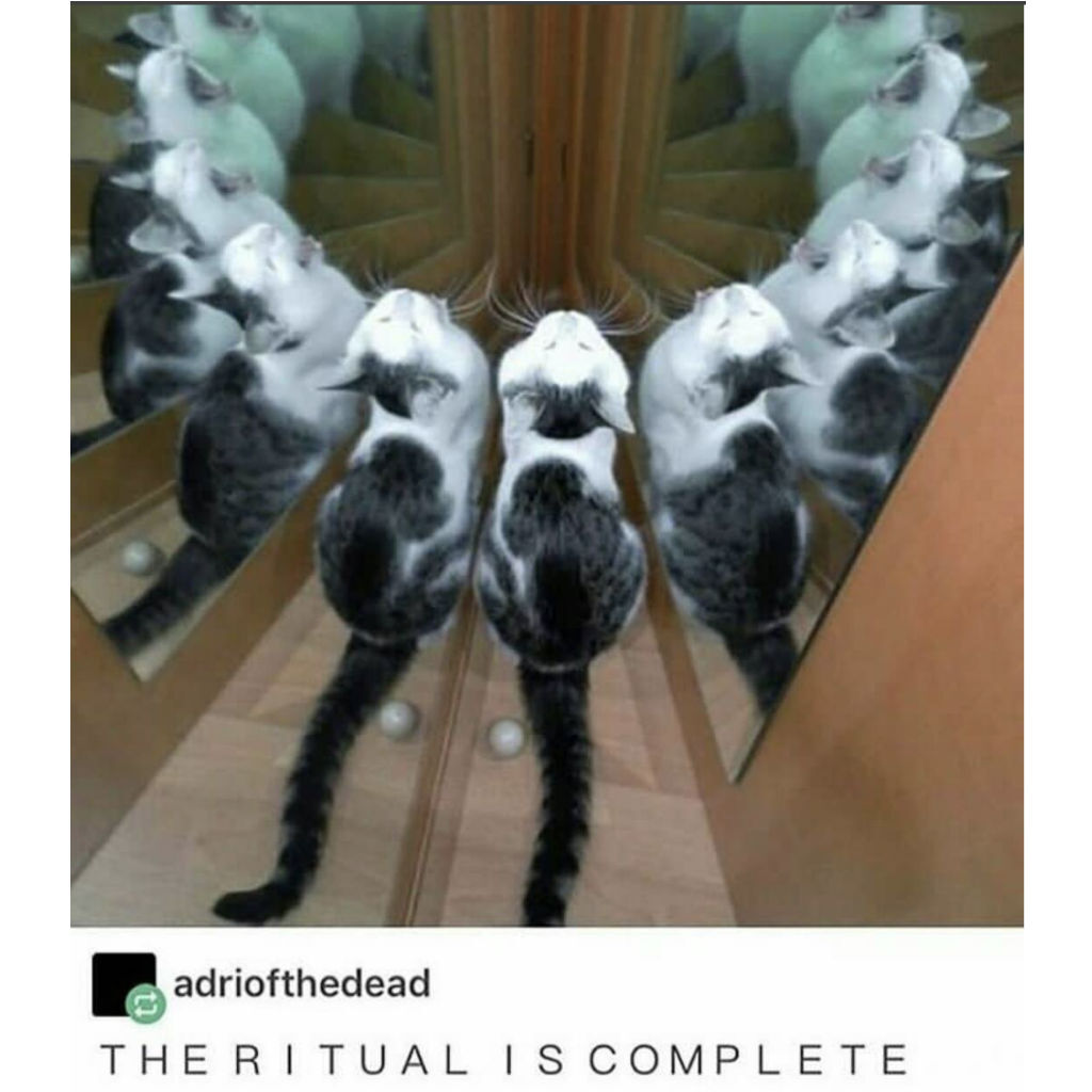 Ritual cat memes