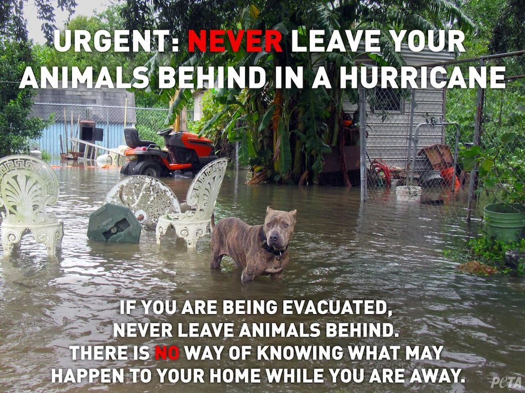 how to keep pets safe in a hurricane