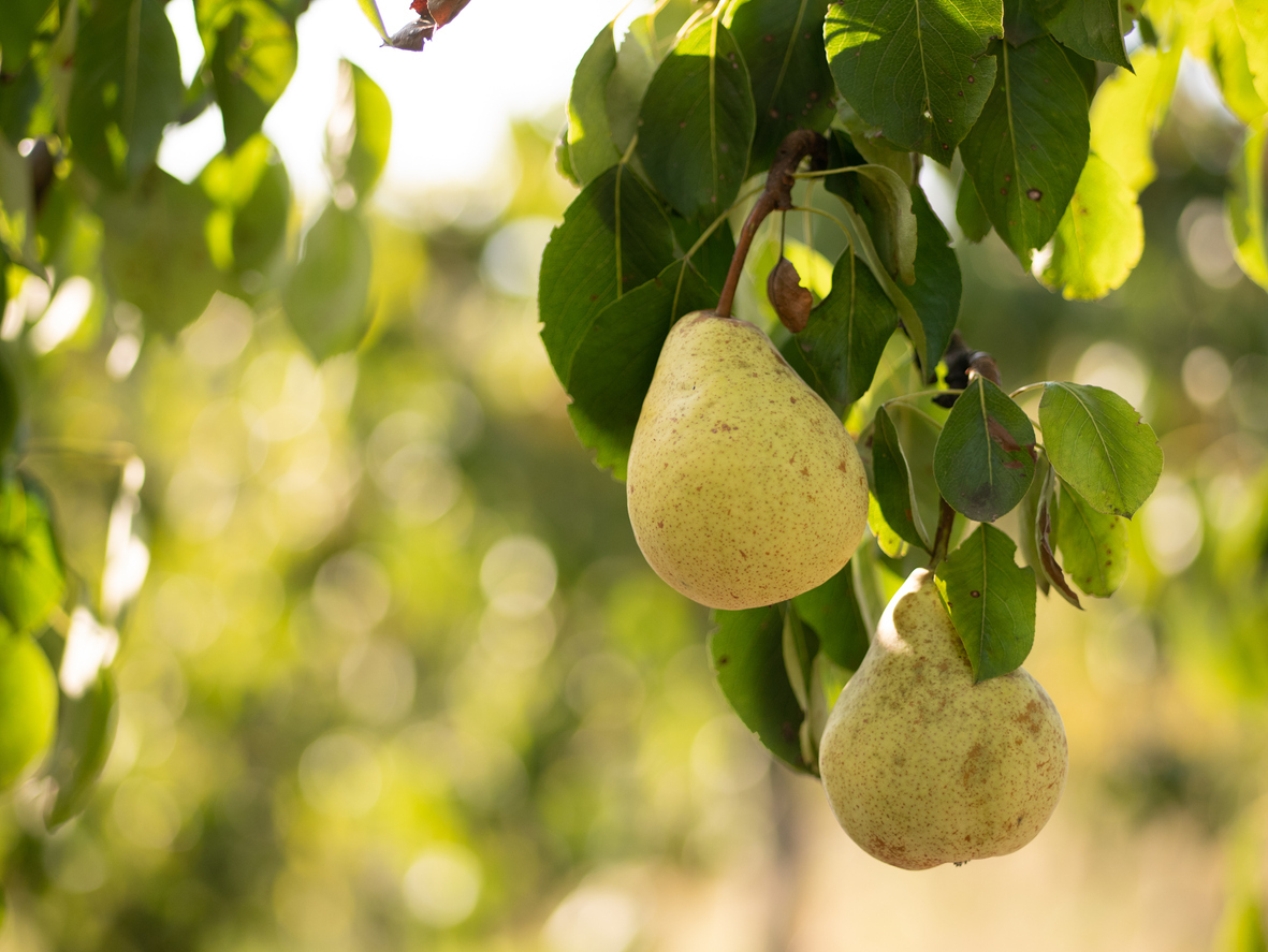 Close up of two ripe yellow pears hanging on an orchard tree with a blurry sunny background.
