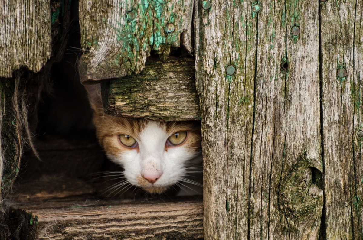 feral cat hiding in farmhouse