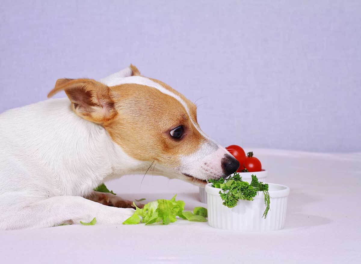 dog eating vegetables