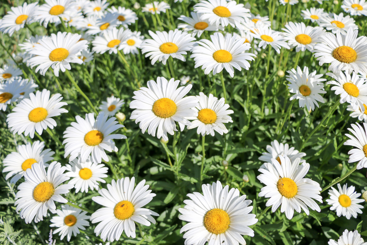 closeup of yellow and white shasta daisies outside
