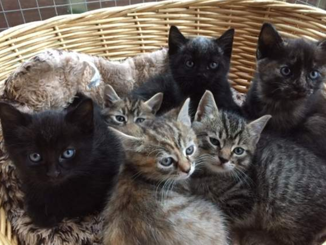 Image result for fever coat kittens