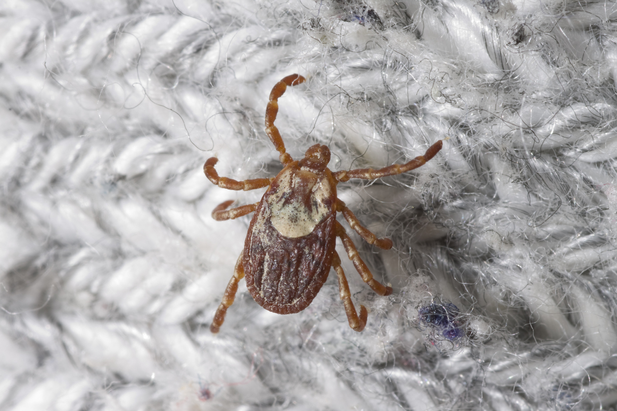 A close up of a Rocky Mountain Wood tick climbing on clothing