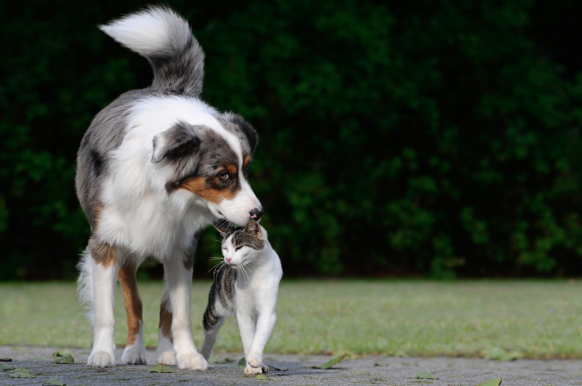 Dog sniffing a cat's head being cute