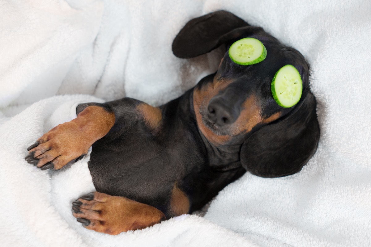 Puppy relaxing cucumbers on eyes